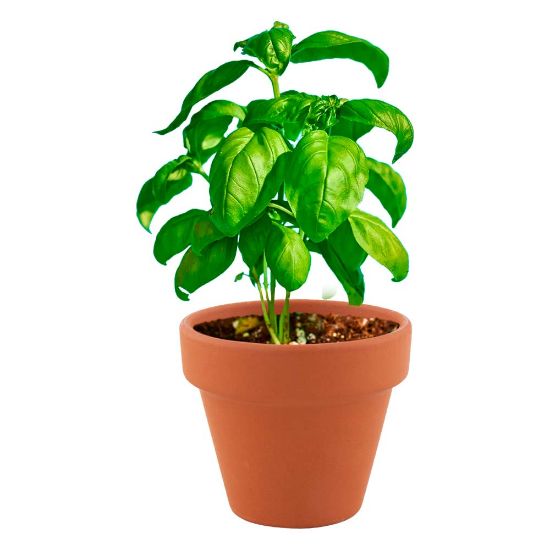 Imagen de Maceta Basil