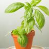 Imagen de Maceta Basil