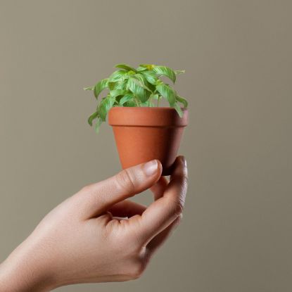 Imagen de Maceta Basil